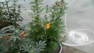 REALSTYLES SOLAR PANEL ADVENTURE & OUTDOOR GROW OUTDOOR UPDATE