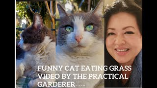 Funny cat eating grass video. Vet's order: more greens :)