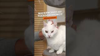 Nackengriff ist Todesgriff?! Deshalb sollte man Katzen nicht am Nacken packen! #shorts #Katzenwissen