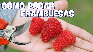 COMO PODAR FRAMBUESAS para TENER una GRAN COSECHA.