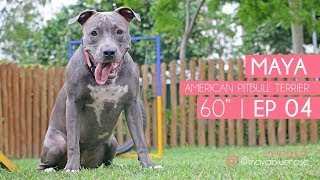 Maya American Pitbull Terrier 60 Ep 04