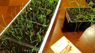 Seed Starting Onions and Leeks Indoors: Save Money!: The Rusted Garden 2013