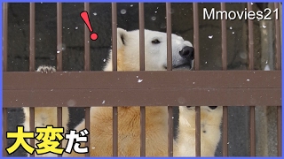また除雪機が来た！ララに知らせに走るリラ　ホッキョクグマ親子