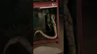 I love him he’s goofy #snake #ballpython