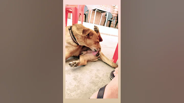 a dog licks his balls - DayDayNews
