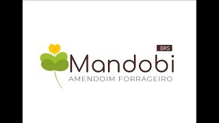 Lançamento do BRS Mandobi