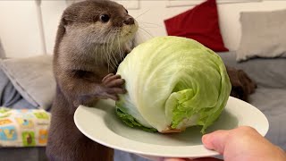 冷蔵庫からレタス盗もうとするカワウソに丸ごとくれてやった！ I gave a whole lettuce to an otter trying to steal it from the fridge.