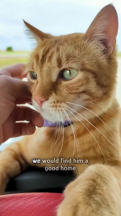 Cat refuses to leave this truck #shorts - YouTube