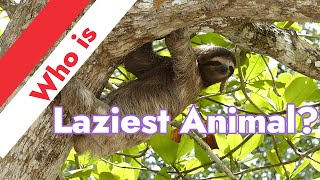Who is the most laziest animal on the earth? by Breed-ë 66 views 1 year ago 1 minute, 7 seconds