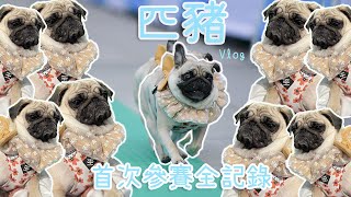 [匹豬運動會全記錄] 首次參加全國狗狗運動會!!!! | 差啲被foul!