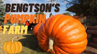 BENGTSON'S PUMPKIN  FARM  HOMER GLEN IL/Best pumpkin patch for kids.