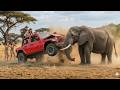 The Most Terrifying Wild Animal Encounters Ever Filmed | You Won’t Believe Your Eyes