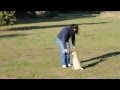 Gun Dog Labrador Puppy Training Week 4 Gun Dog Labrador Puppy Training Week 4