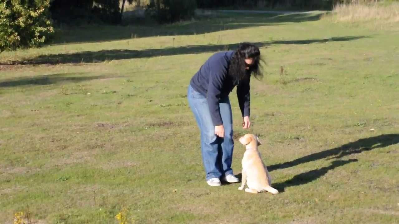 Gun Dog Labrador Puppy Training Week 4 - YouTube