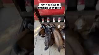 #JasonDeruloTV //Untangling Baby Goats #GotPermissionToPost From @GoatDaddys #SlowLow