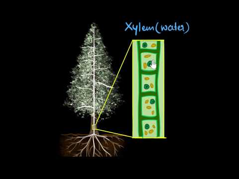 Xylem & transpiration | Life processes | Biology | Khan Academy