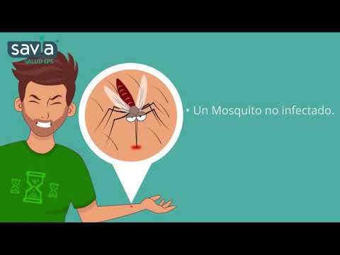 Vídeo: Los Orígenes Del Virus Del Dengue Y El Chikungunya En Ecuador Luego Del Aumento De La Migración Desde Venezuela Y Colombia