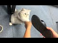 Funniest animals 2022  funniest cats and dogs  part 10  pets hub