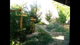 Plant Bare Root Fruit Trees with a gopher basket