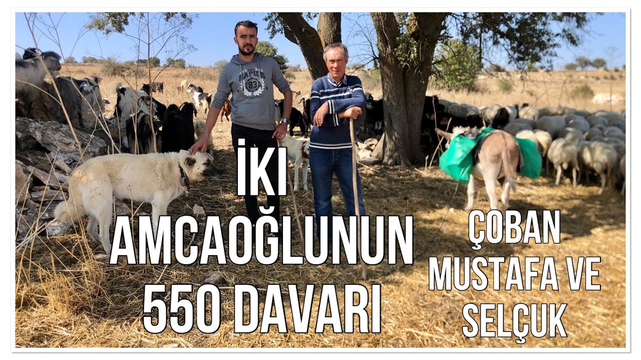 AMCA OĞULLARI  DAYANIŞMASI -  550 KOYUN KEÇİ