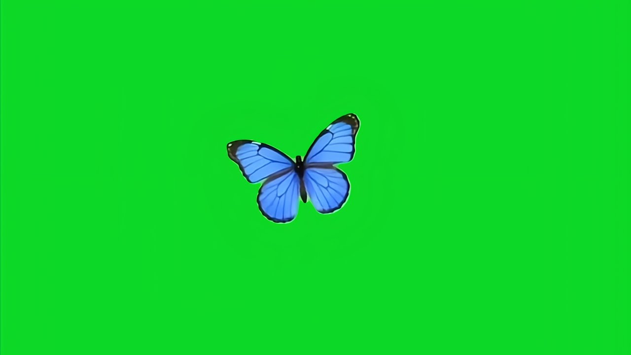 Blue butterfly green screen video | Green screen butterfly overlay