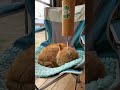 癒しのチャイム音と、知らん顔の猫