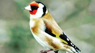 Saka kuşu (Aşırı yetenekli ve akıllı kuşlar)+Huylandırma sesi.