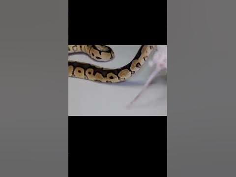 Ball Python Wrap #Shorts - YouTube