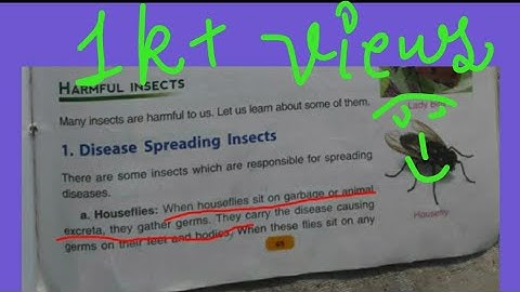 Dav Class 4 (Science) Ch-6 Insects (Reading and Explanation) Part -2
