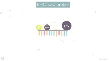 A probe for lower background fluorescence and enhanced assay sensitivity