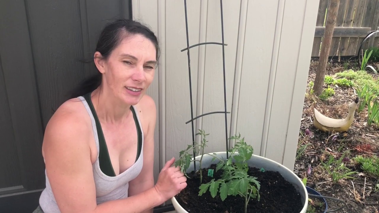 Planting Tomatoes and Celery YouTube