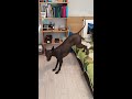 Xolo dog learned new tricks