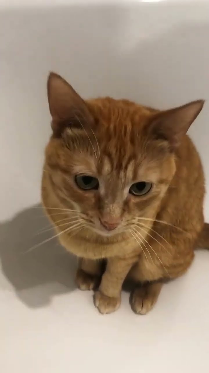 Bébé chaton oronge top