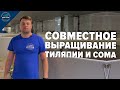 Эксперимент совместное выращивание тиляпии и сома