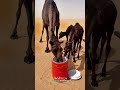 Surah At-Takwirسورة التكوير #tilawatquran #viralvideo #lighthouse #islamicproductions #viral