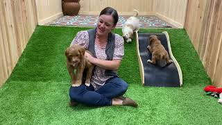 Group 3- Lexi x Brady’s Goldendoodle Puppies by Cane Creek Goldendoodles 146 views 4 months ago 2 minutes, 26 seconds