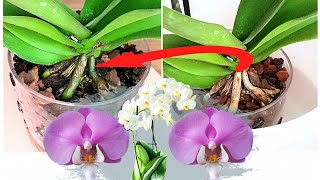 رعاية  زهرة الاوركيد _ How to properly care for Orchids