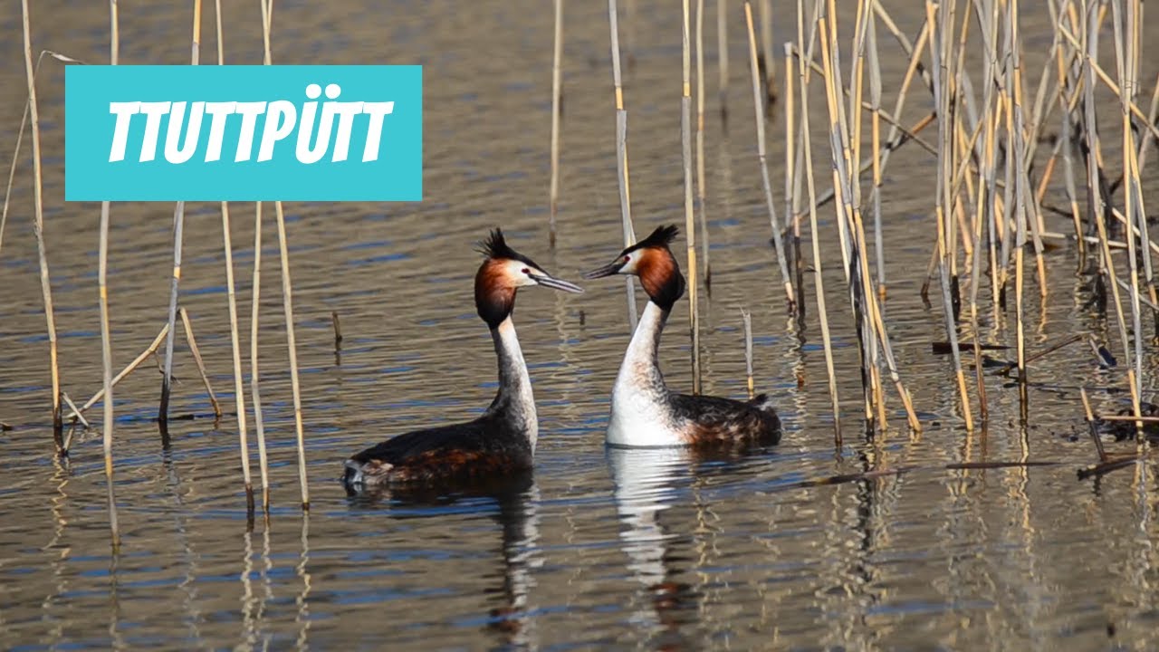 Tuttpütt (Podiceps cristatus; Great crested grebe)