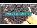 高地でじっくり熟成栽培_甘くて美味しいバナナの王様 甘熟王