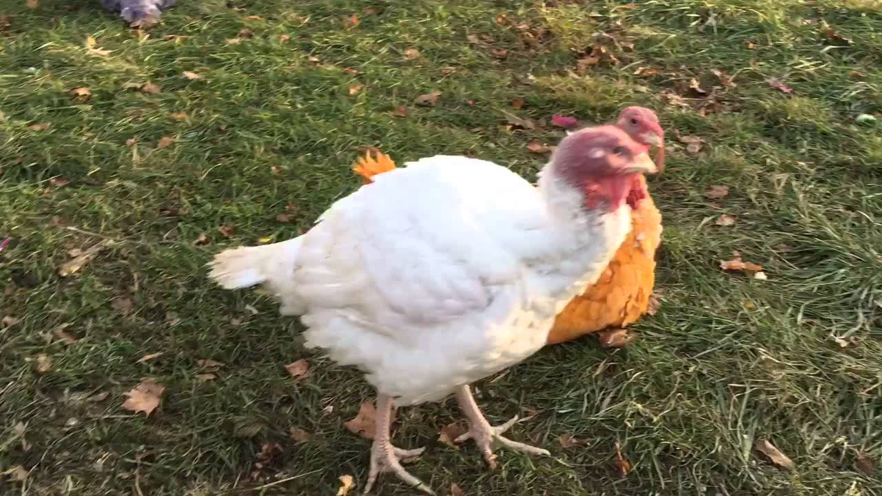 Gozzi's turkey farm with colored Turkeys YouTube