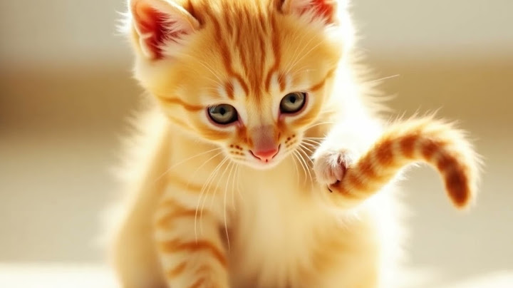 The story of the yellow kitten
