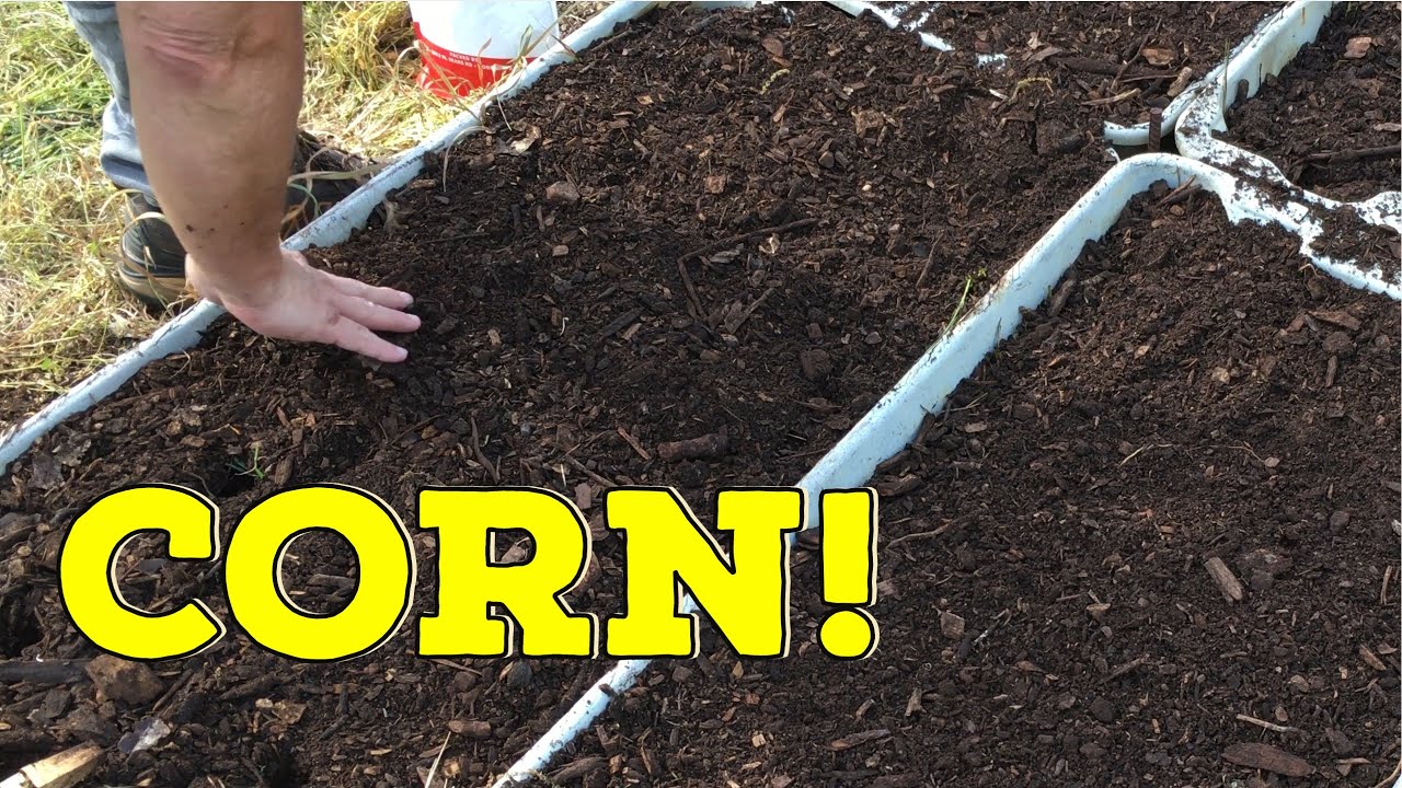 GROWING SWEET CORN IN RAISED BEDS sweetcorn raisedbedgarden 