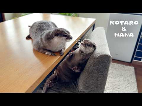 Otters Move to Their New House!