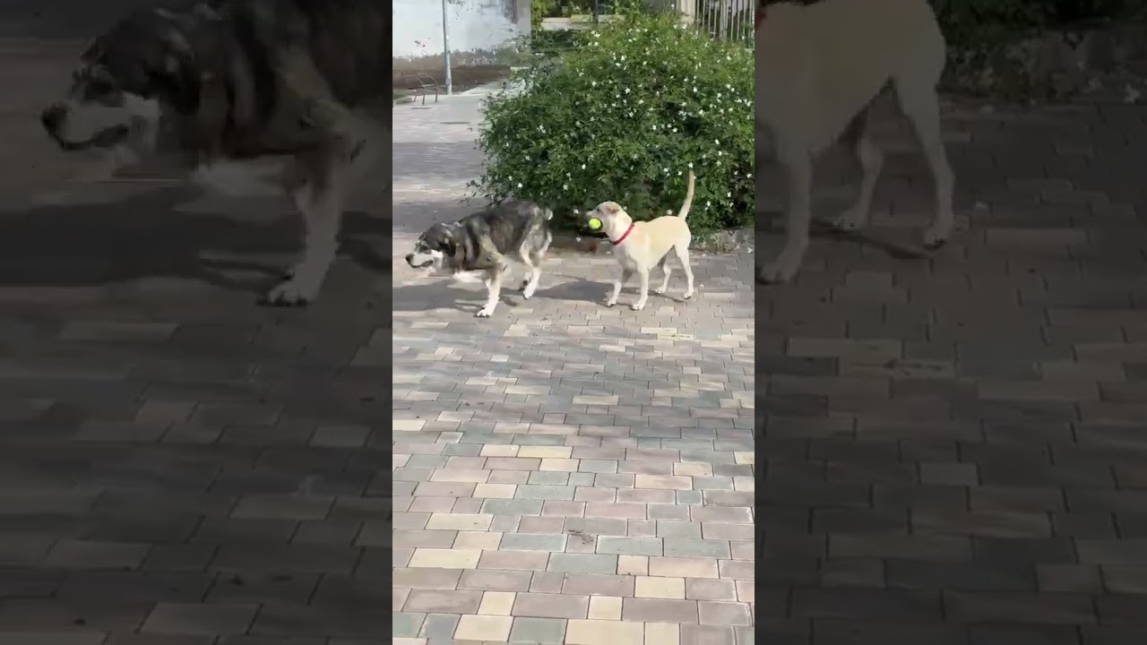 Fiona sucht ein Zuhause