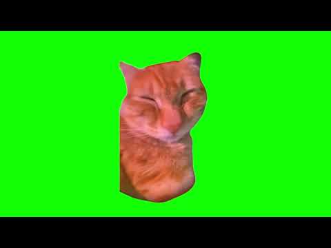 Green Screen Talking Cat Meme