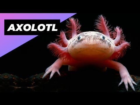 Video: Unikāls un viegls mājdzīvnieks: Meksikas pastaigas zivis (The Axolotl)