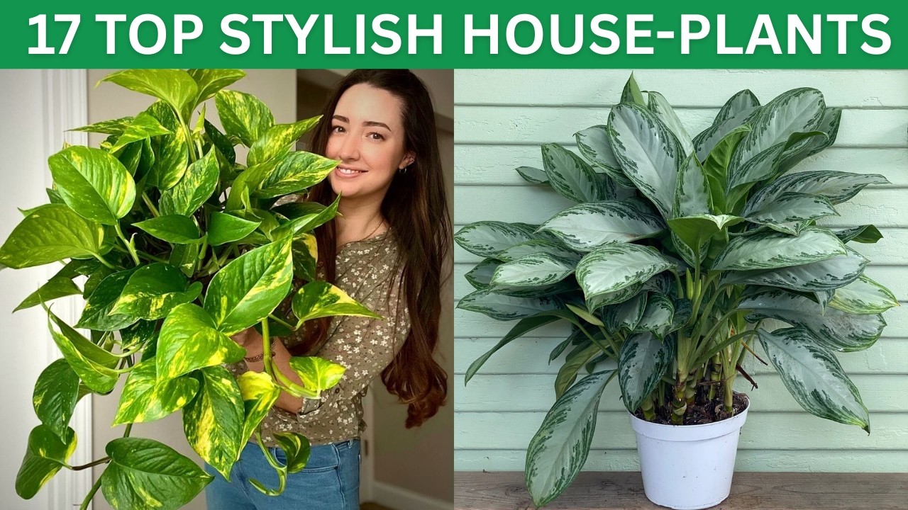17 Most Stylish Indoor Plants for Modern Homes | Top Stylish Houseplants