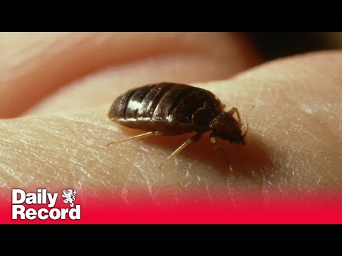 Glasgow named 'bedbug