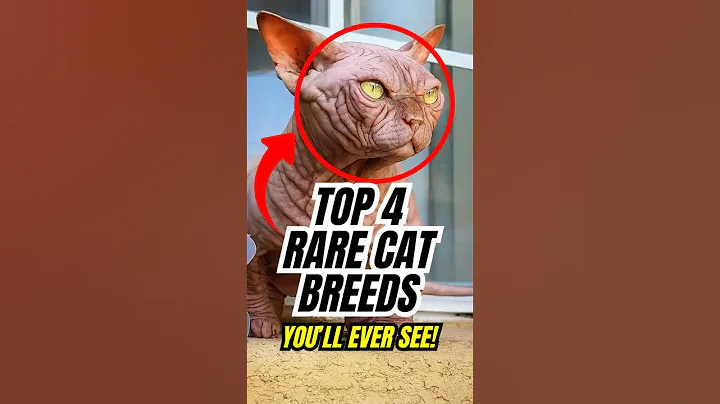 Video 11400301: bengal cat, leopard, sphynx, hairless cat, rare cat breeds