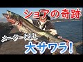 奇跡！ショアからメーター超えのサワラがきたっ!!